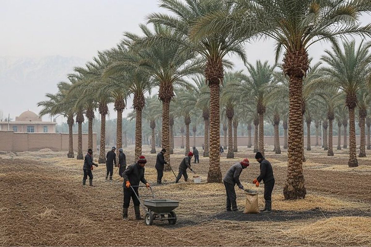 نخلستان خرما و تاریخ خرما